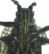 Image of Acalypta marginata (Wolff 1804)