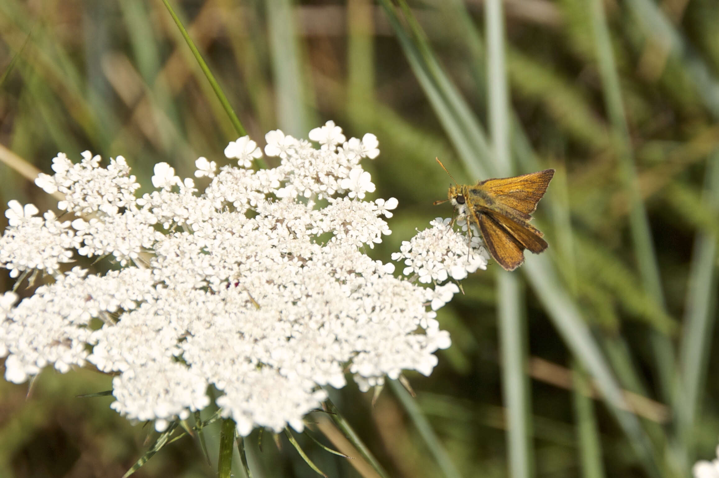 Image of lulworth skipper