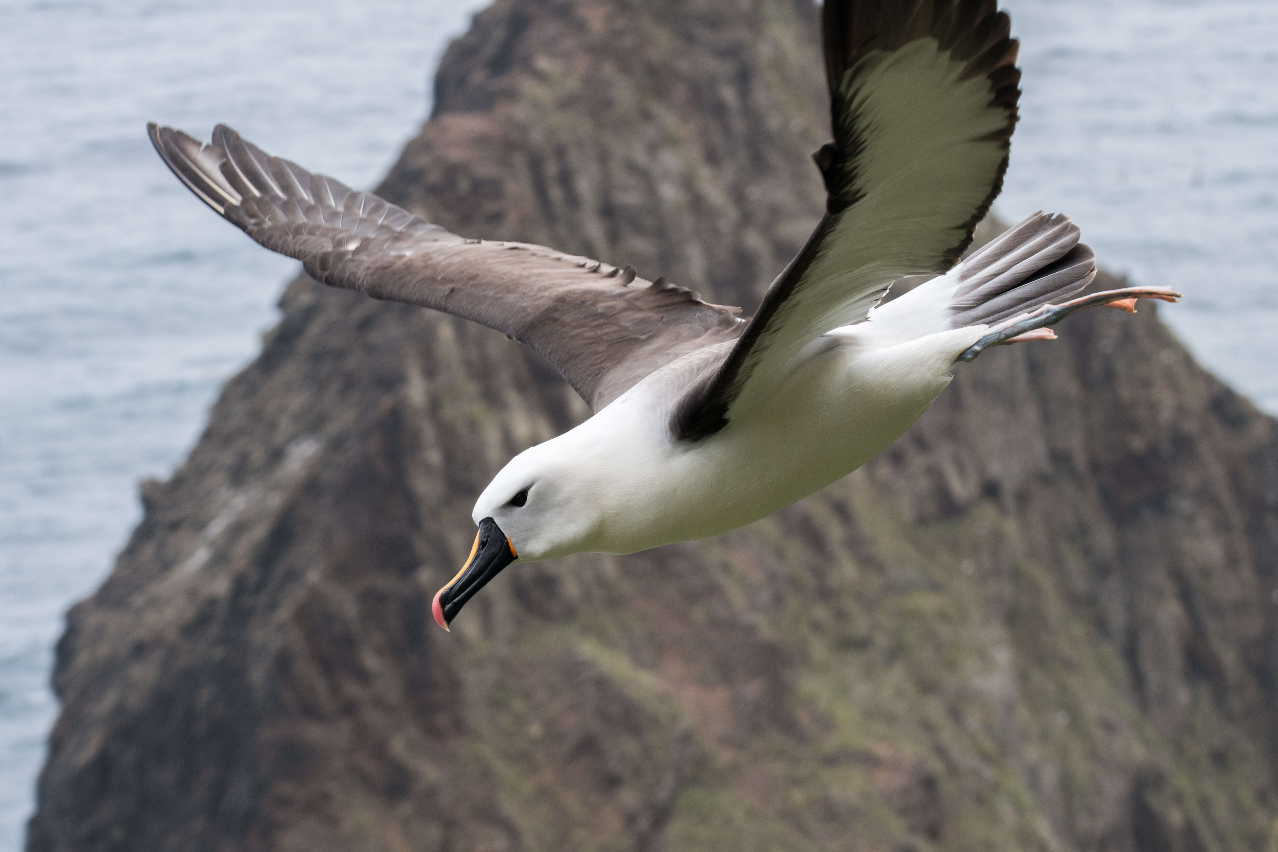 Image de Albatros de Carter