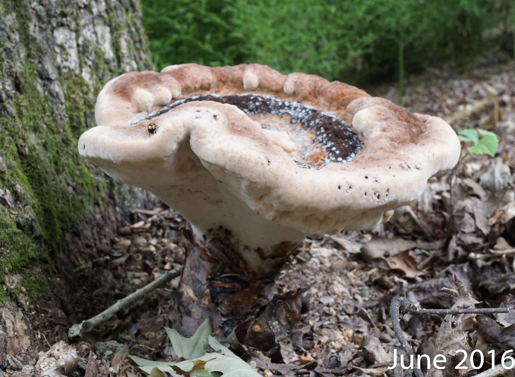 Image of Laetiporus persicinus (Berk. & M. A. Curtis) Gilb. 1981