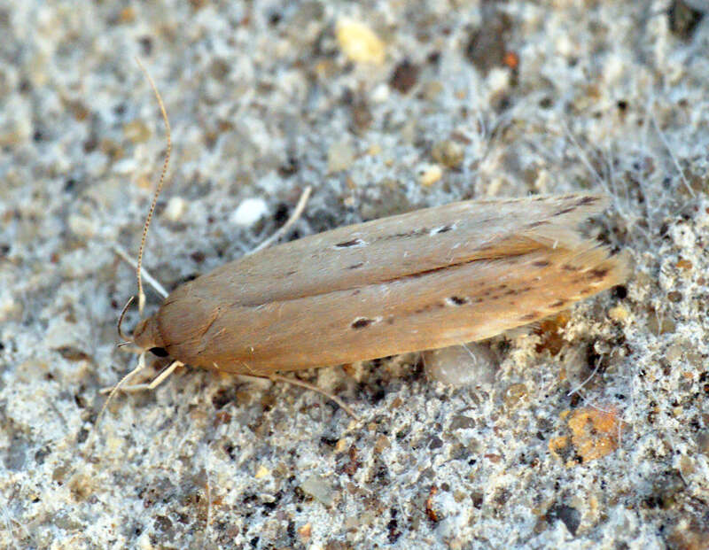 Image of Limnaecia phragmitella Stainton 1851