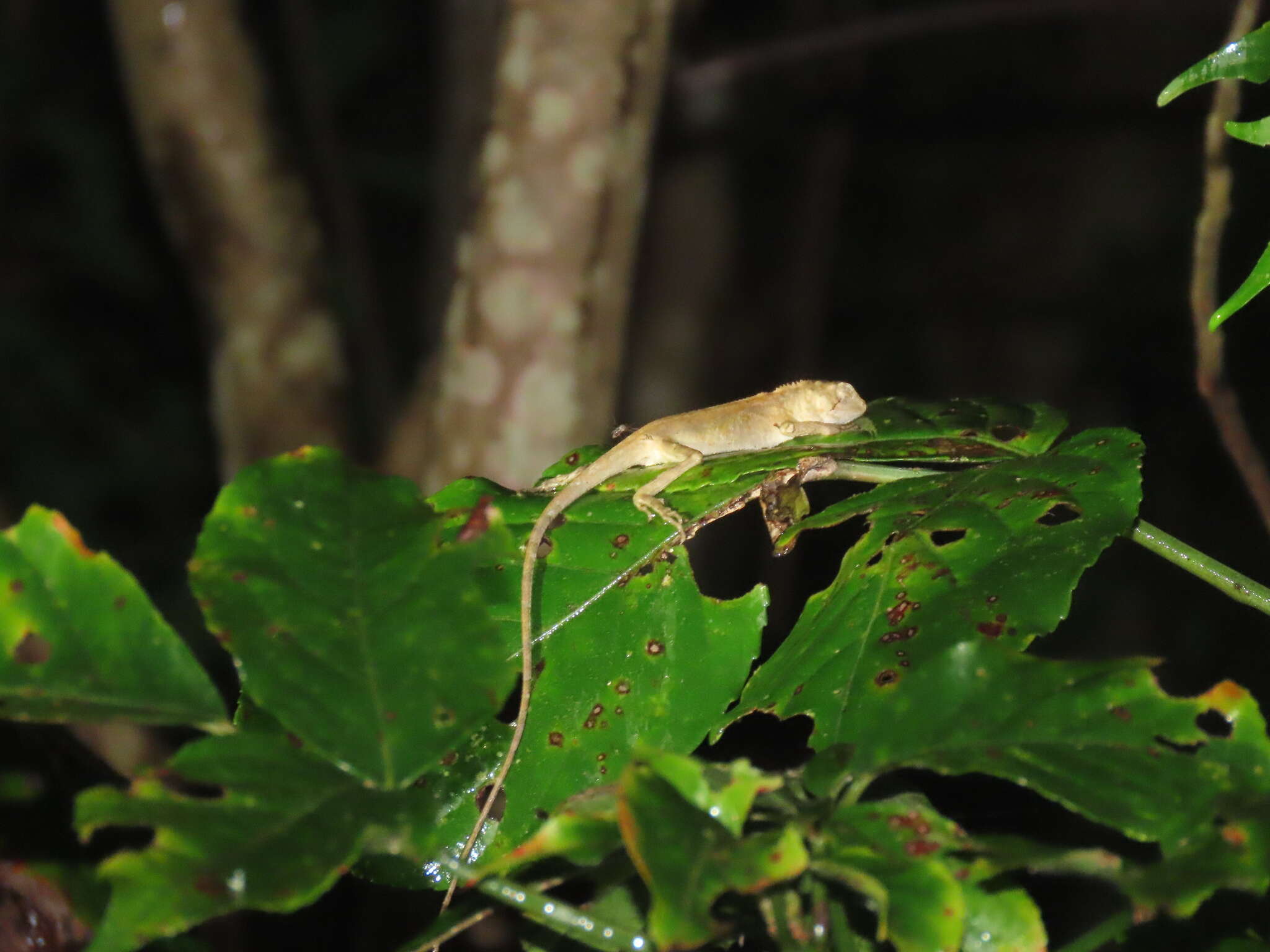 Image of Diploderma swinhonis (Günther 1864)