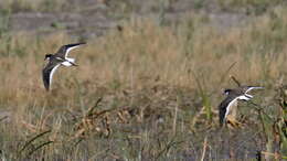 Erythrogonys Gould 1838 resmi