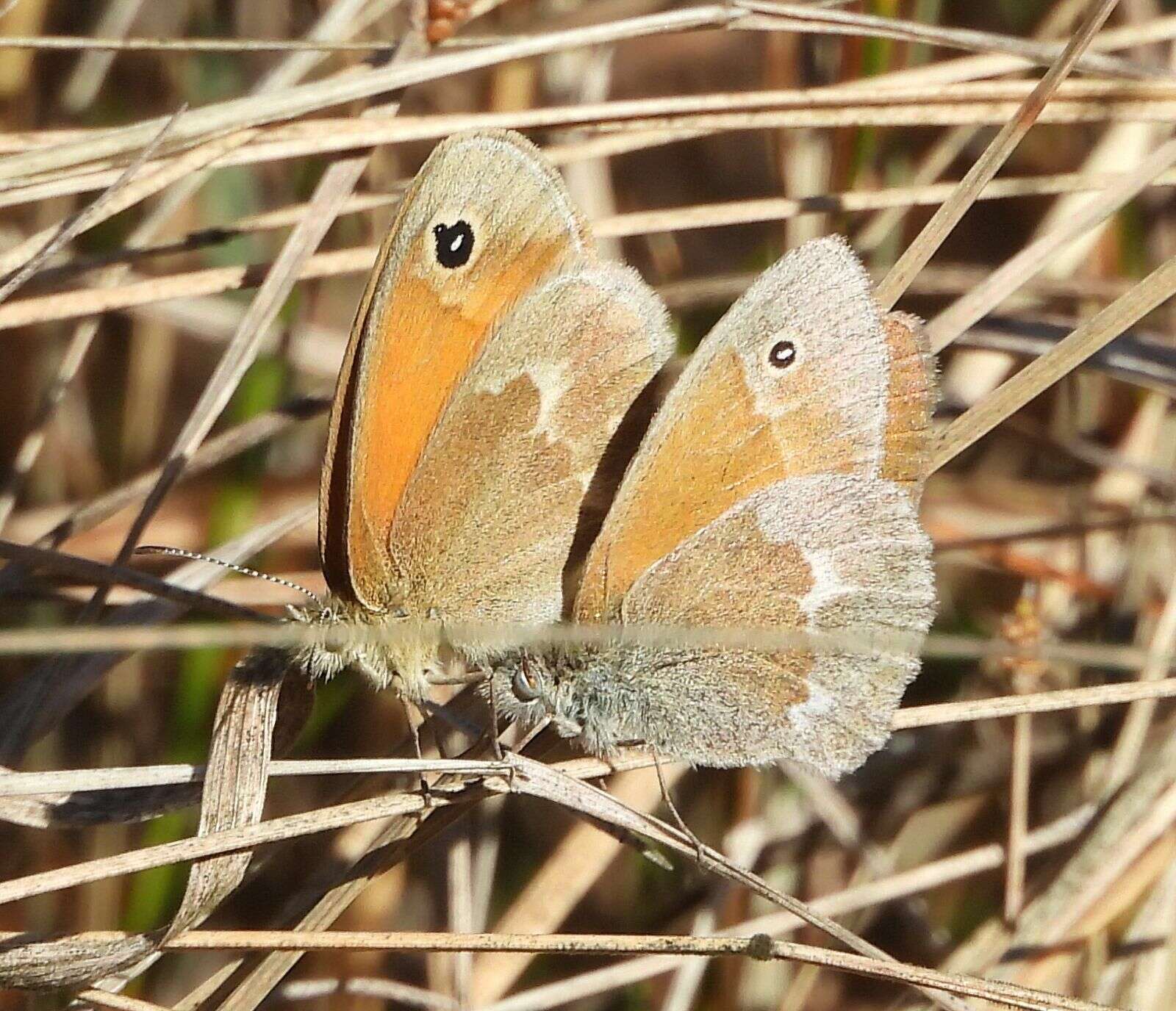 Image of Coenonympha california Westwood (1851)