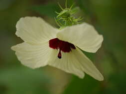 Hibiscus vitifolius L.的圖片