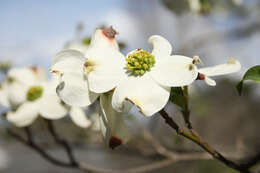 Image of flowering dogwood