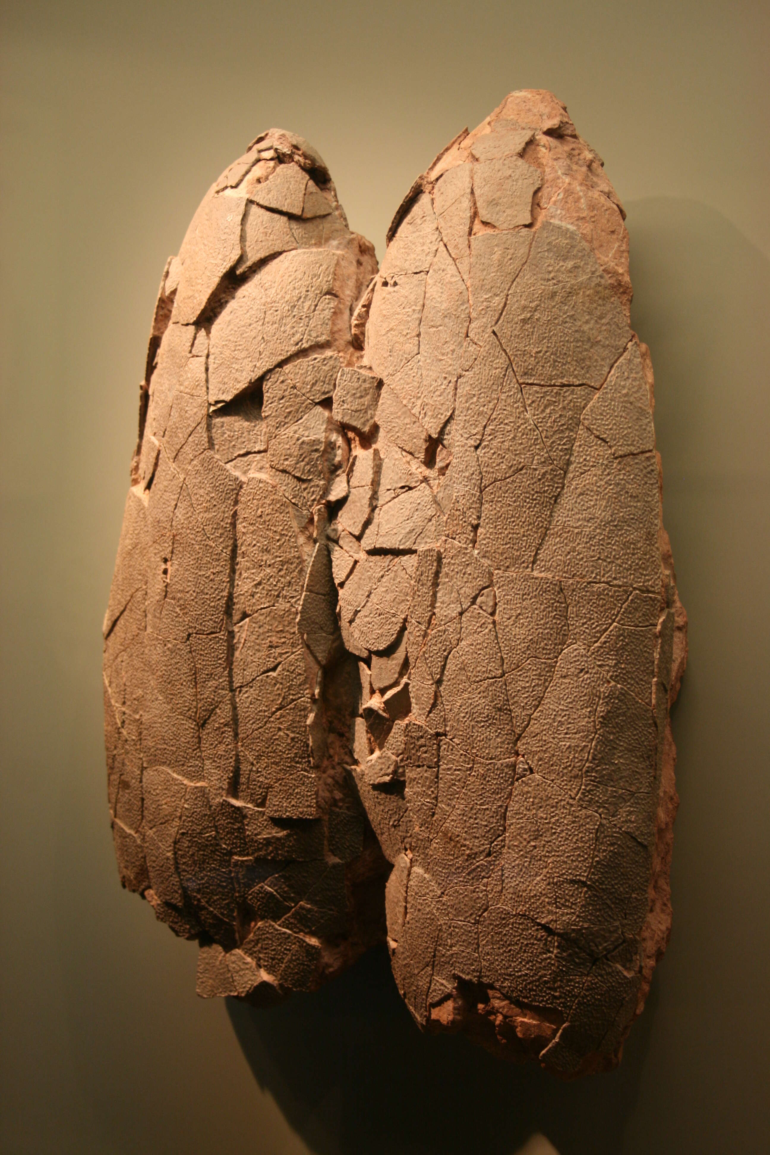 Image of Macroelongatoolithus