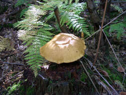 Image of Buchwaldoboletus hemichrysus (Berk. & M. A. Curtis) Pilát 1969