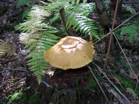 Sivun Buchwaldoboletus hemichrysus (Berk. & M. A. Curtis) Pilát 1969 kuva