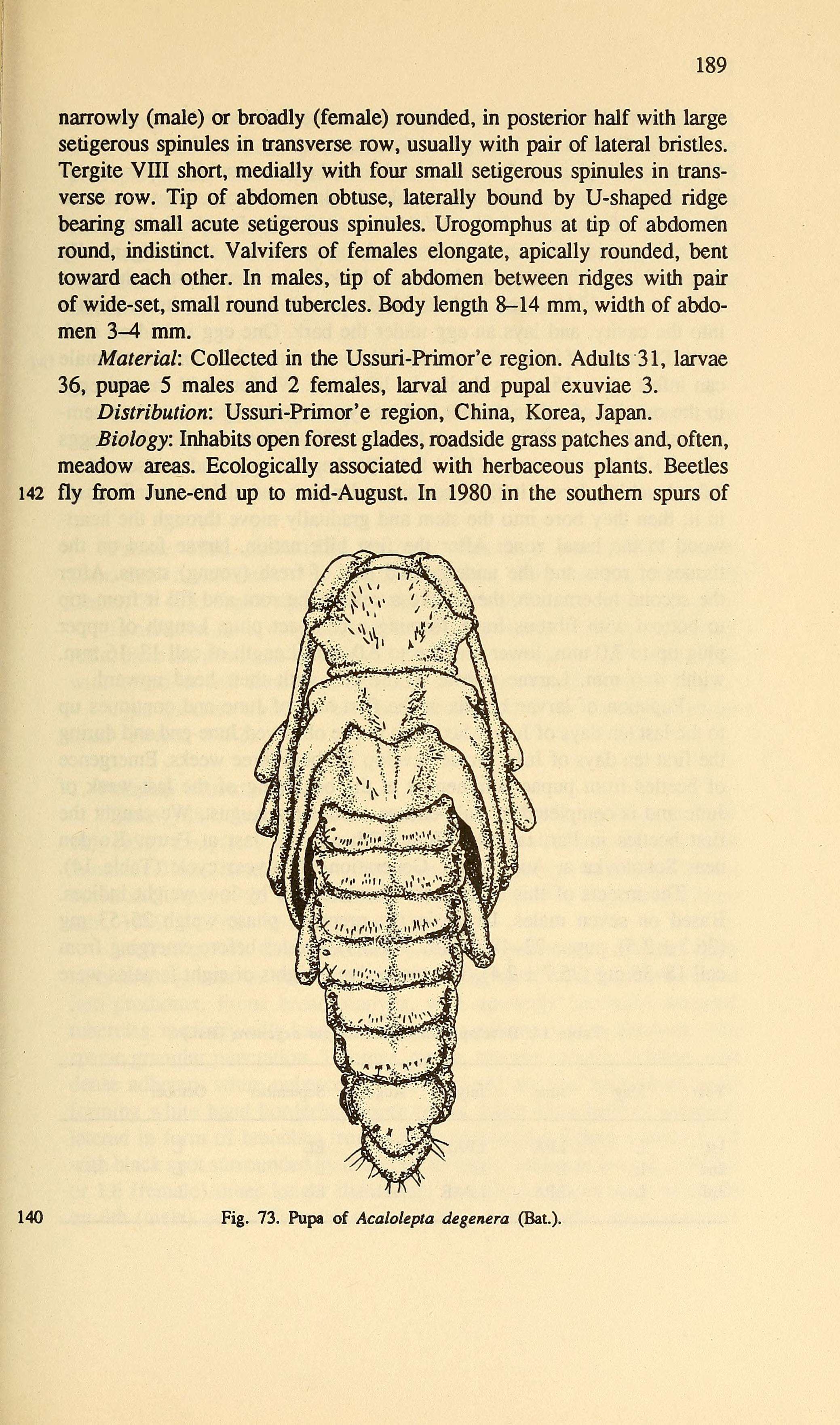 Image of Acalolepta degener (Bates 1873)