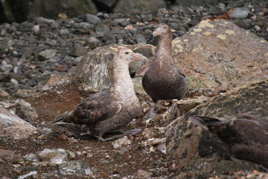 Image of Antarctic Giant-Petrel