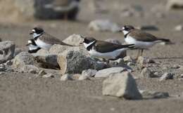 Image of Semipalmated Plover