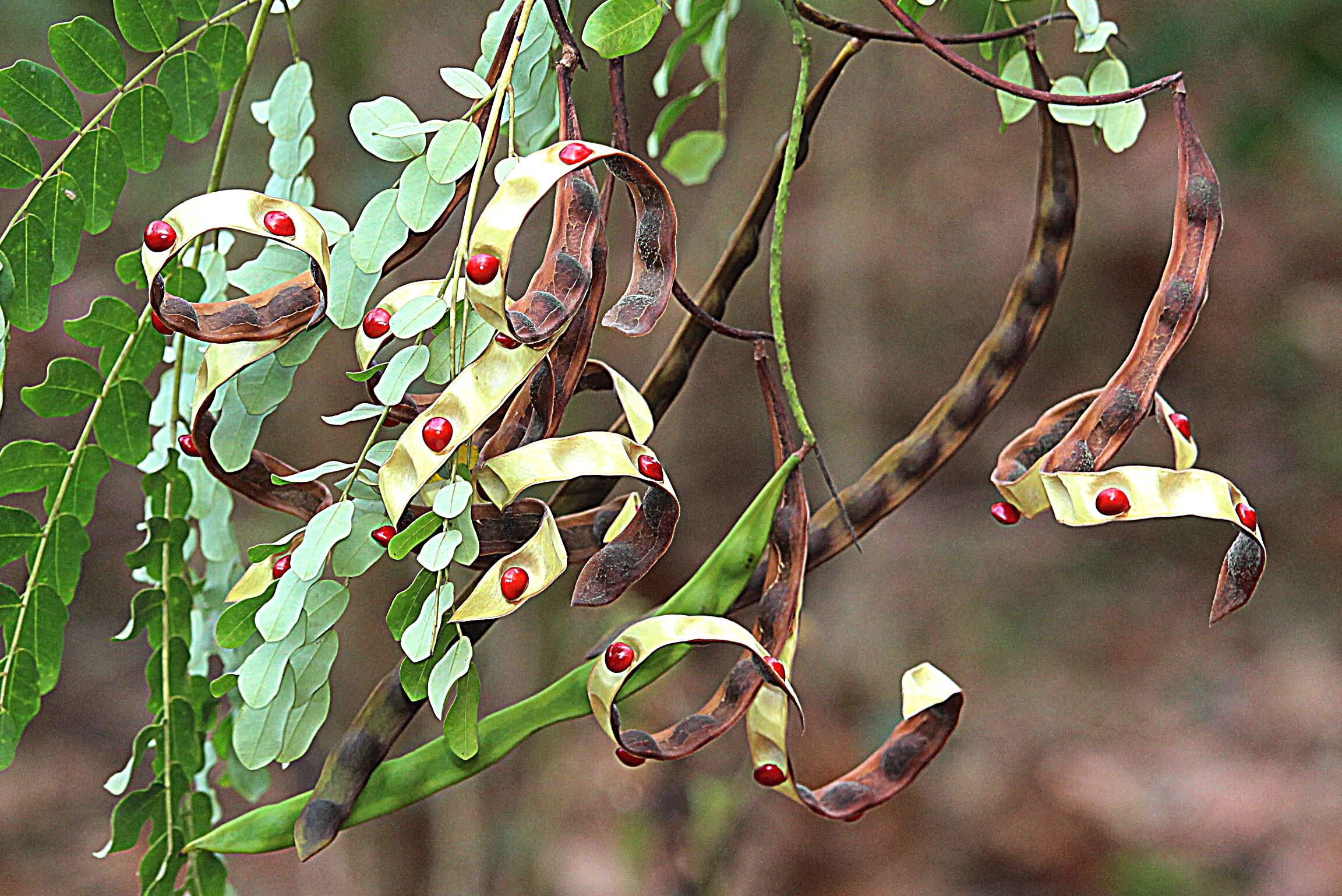 Image of beadtree