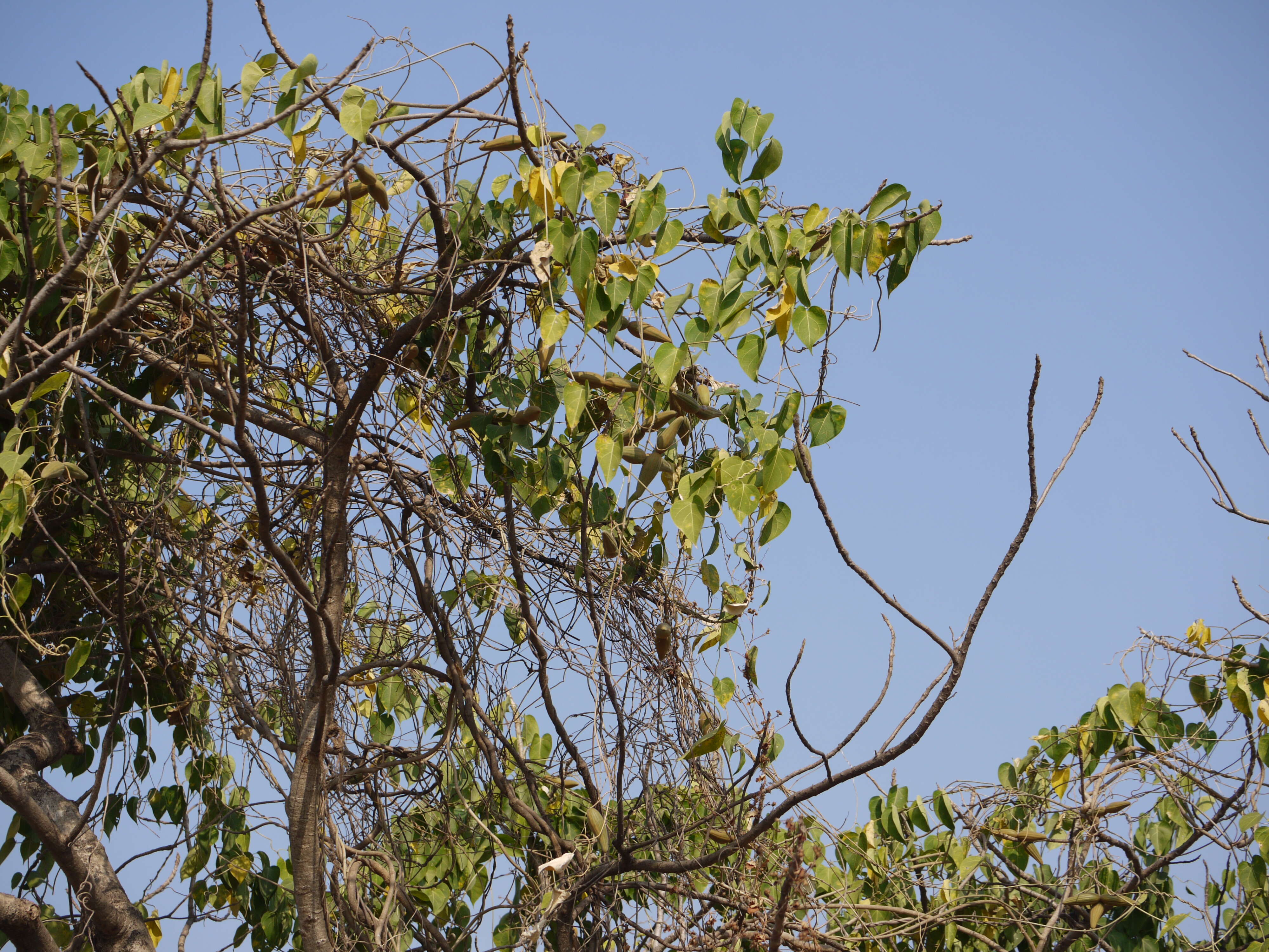 Image of Marsdenia volubilis (L. fil.) Cooke