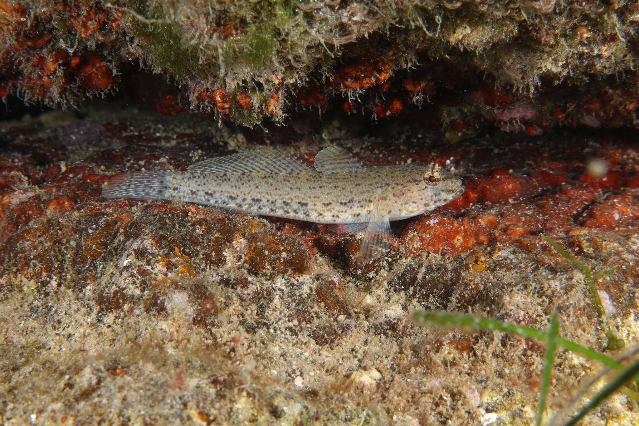 Image of Gobius incognitus Kovačić & Sanda 2016