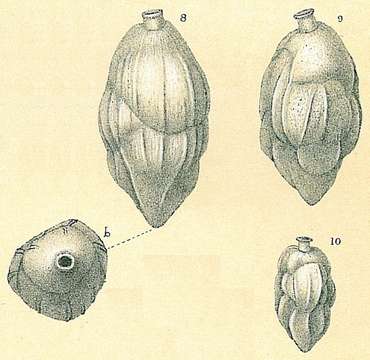 Image of Uvigerininae Haeckel 1894