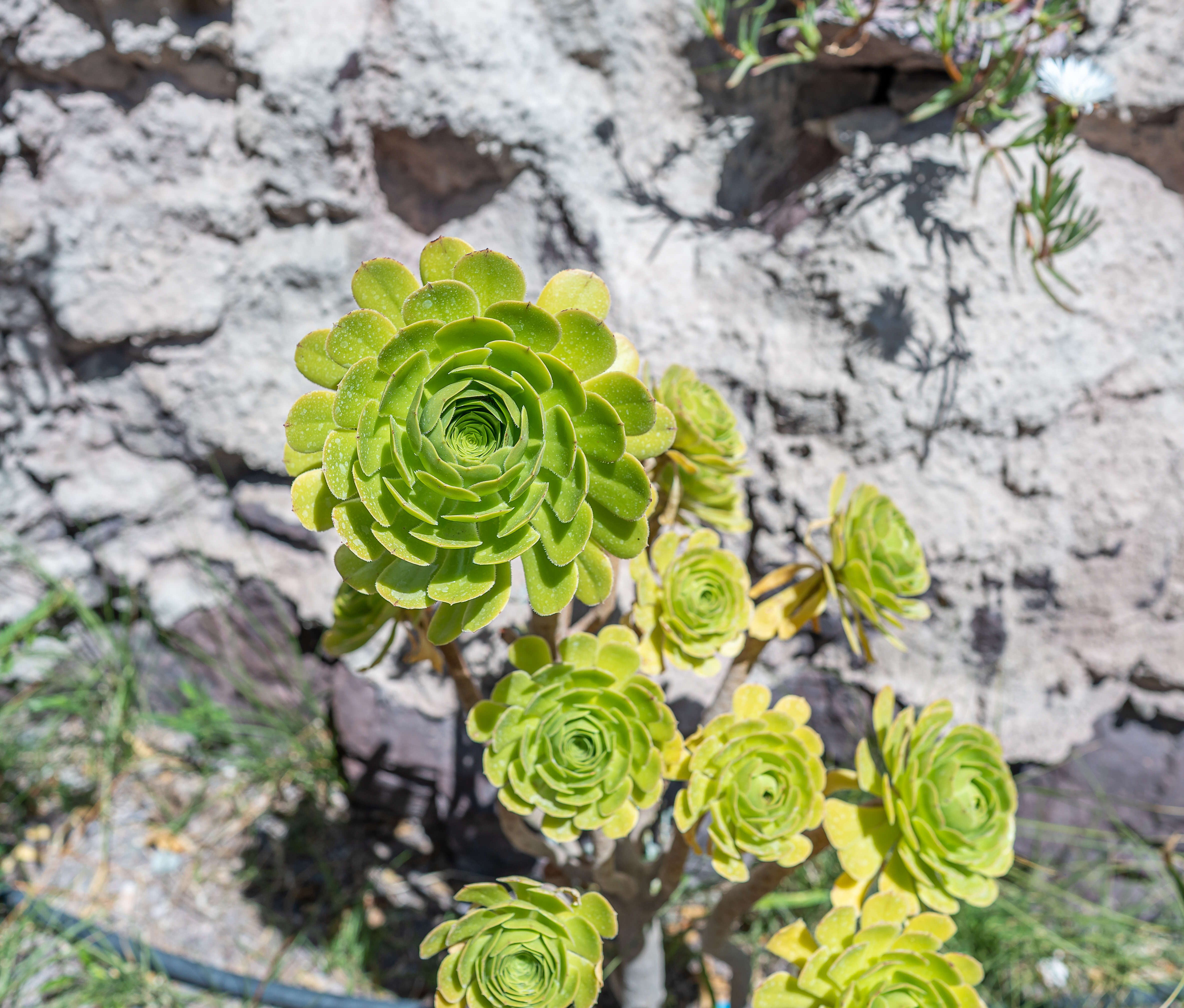 Image of saucer-plant