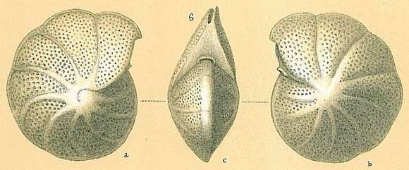 Image of Nonionoidea Schultze 1854