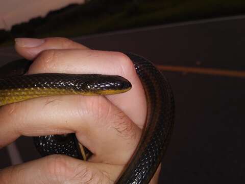 Image of Striped Crayfish Snake