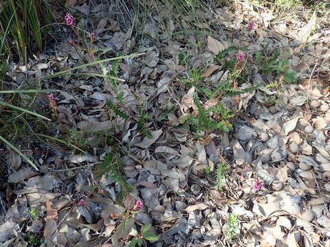 Image of Grevillea quercifolia R. Br.