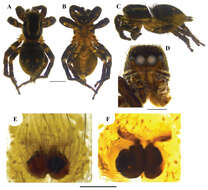 Image of Stenaelurillus albus Sebastian, Sankaran, Malamel & Joseph 2015