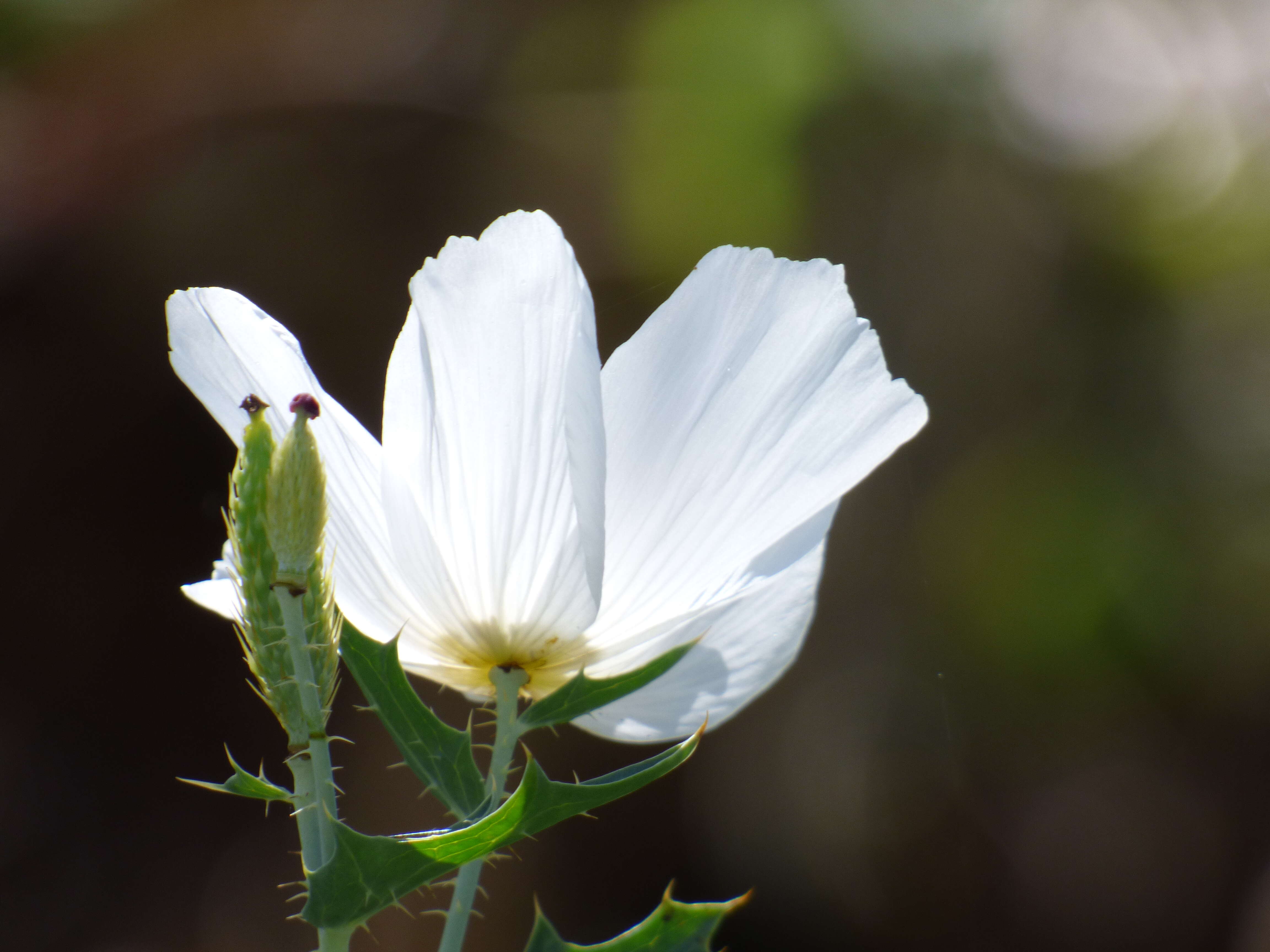 Image of Hawaiian prickly poppy