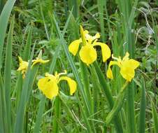 Image of yellow flag, yellow iris