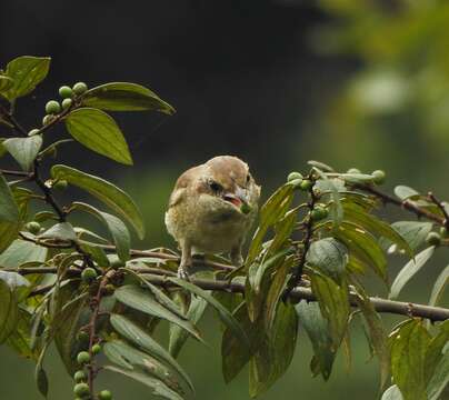 Image of Lesser Shrike-Tyrant