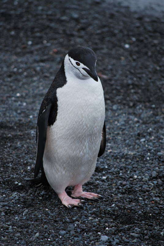 Image of Chinstrap Penguin