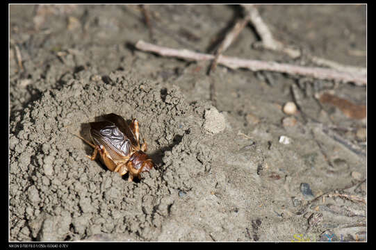 Image of Tarbinskiellus