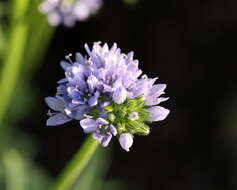 Image of bluehead gilia