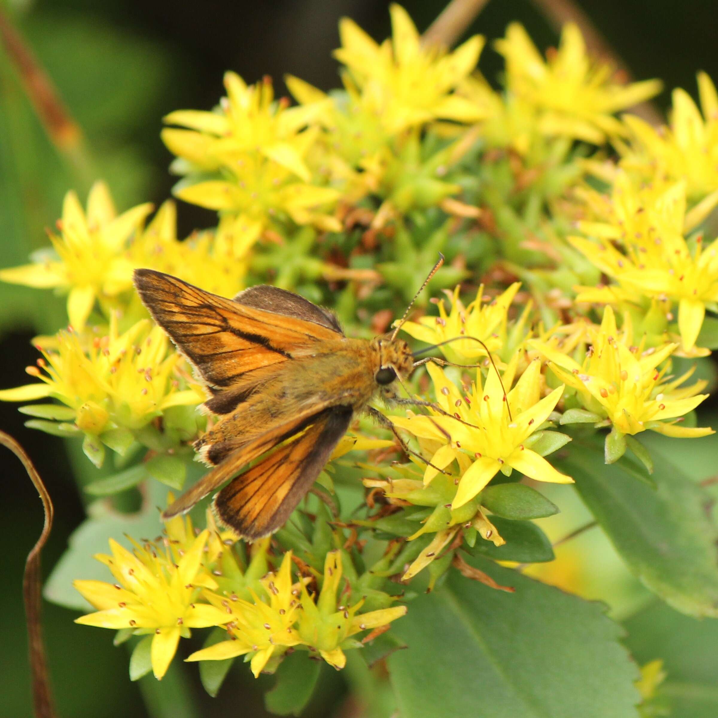 Ochlodes ochracea Bremer 1861 resmi