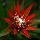 صورة Guzmania fuerstenbergiana (Kirchhoff & Wittm.) Wittm.