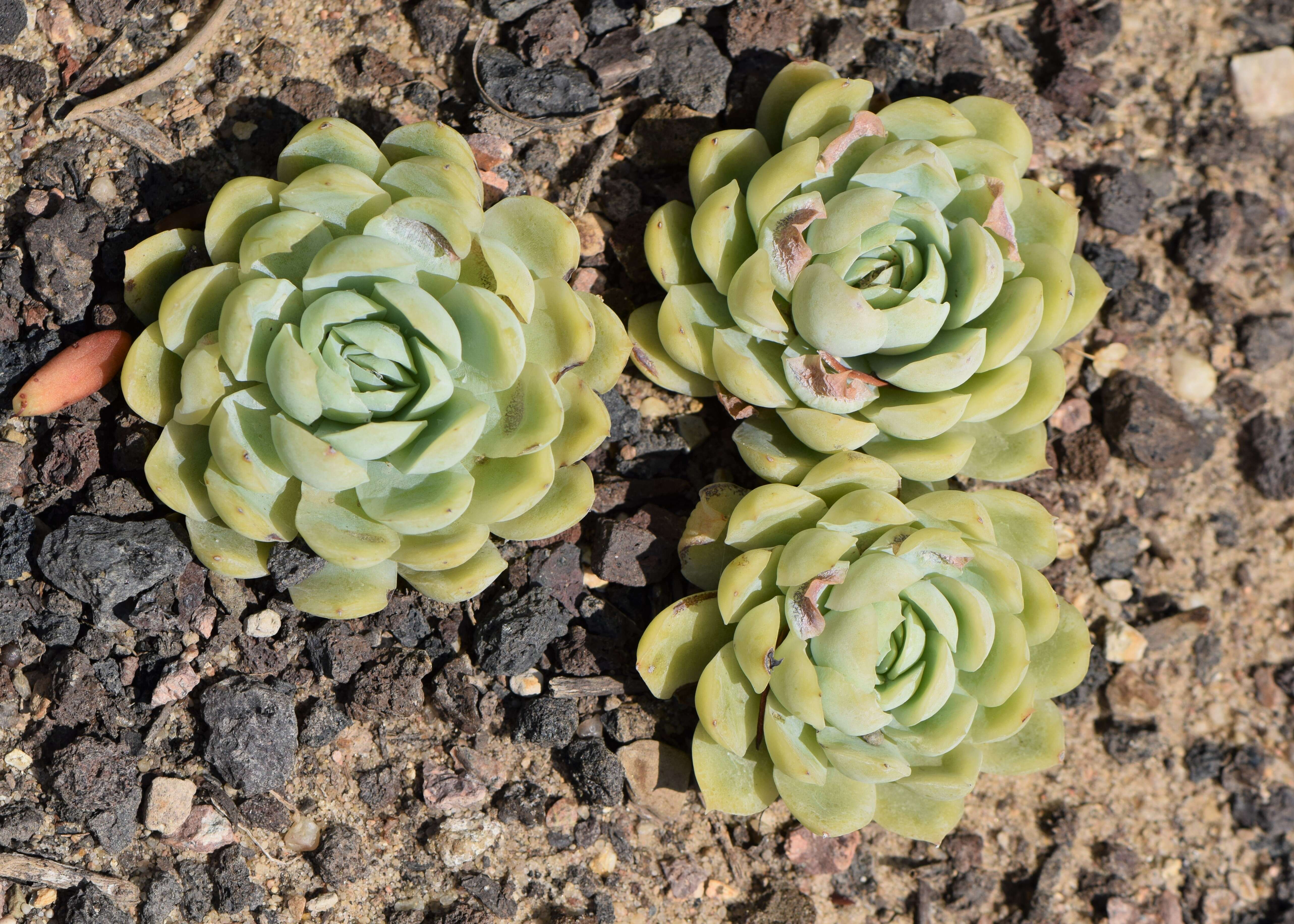 Image of Echeveria elegans Rose