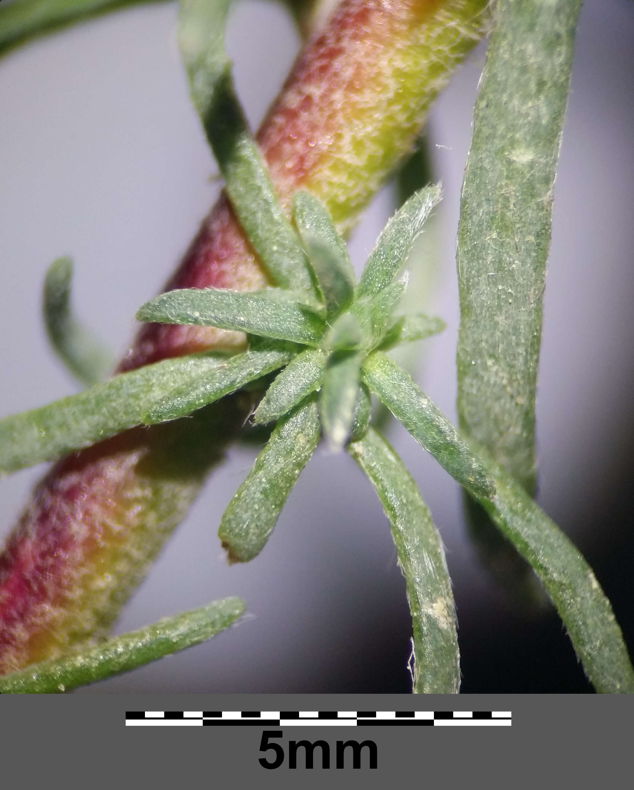 Image of forage kochia