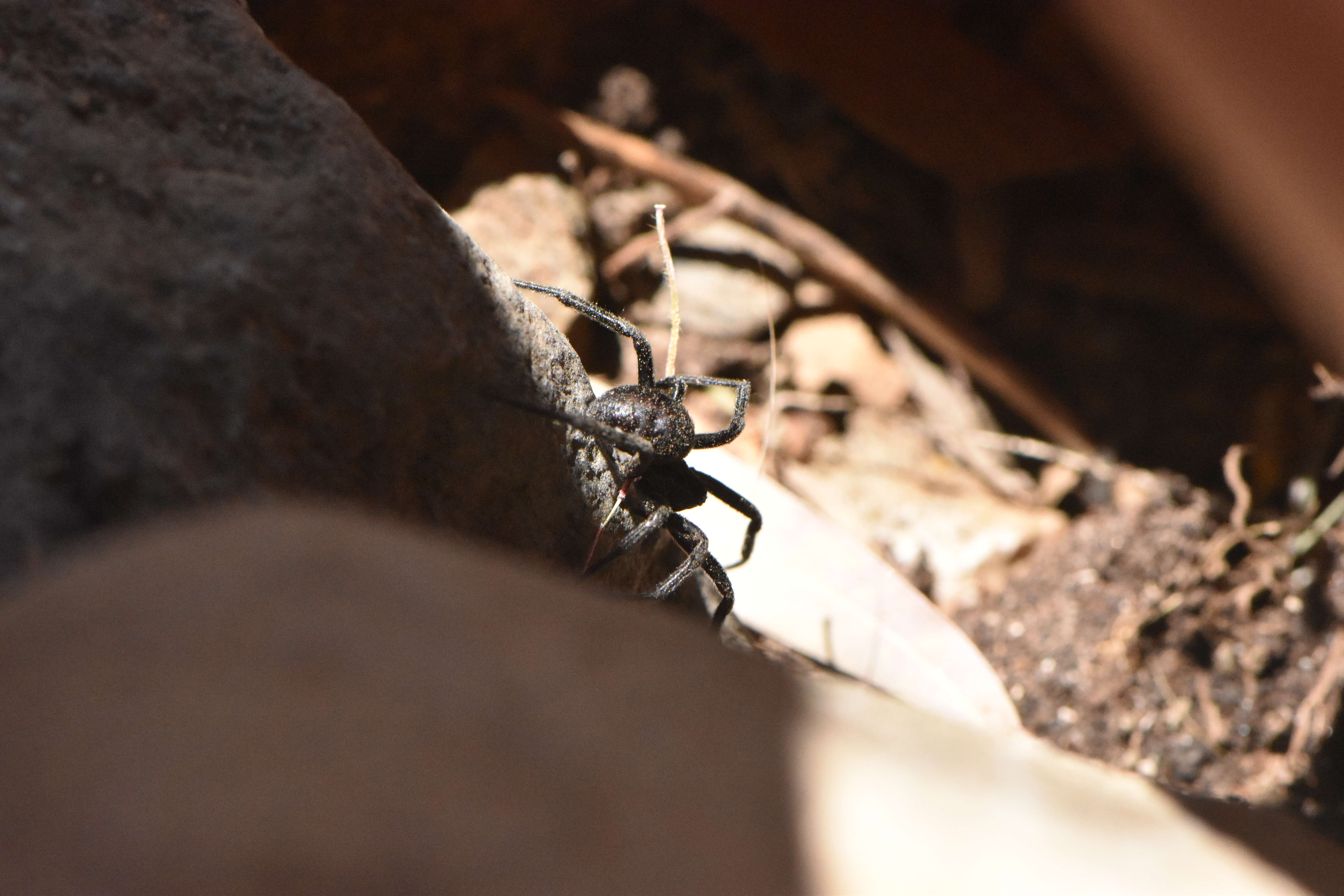 Image of Steatoda paykulliana (Walckenaer 1806)