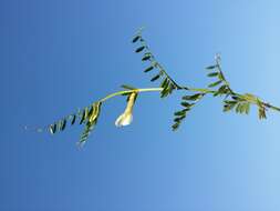 Image of smooth yellow vetch