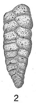 Image of <i>Textularia sagittula</i> Defrance 1824
