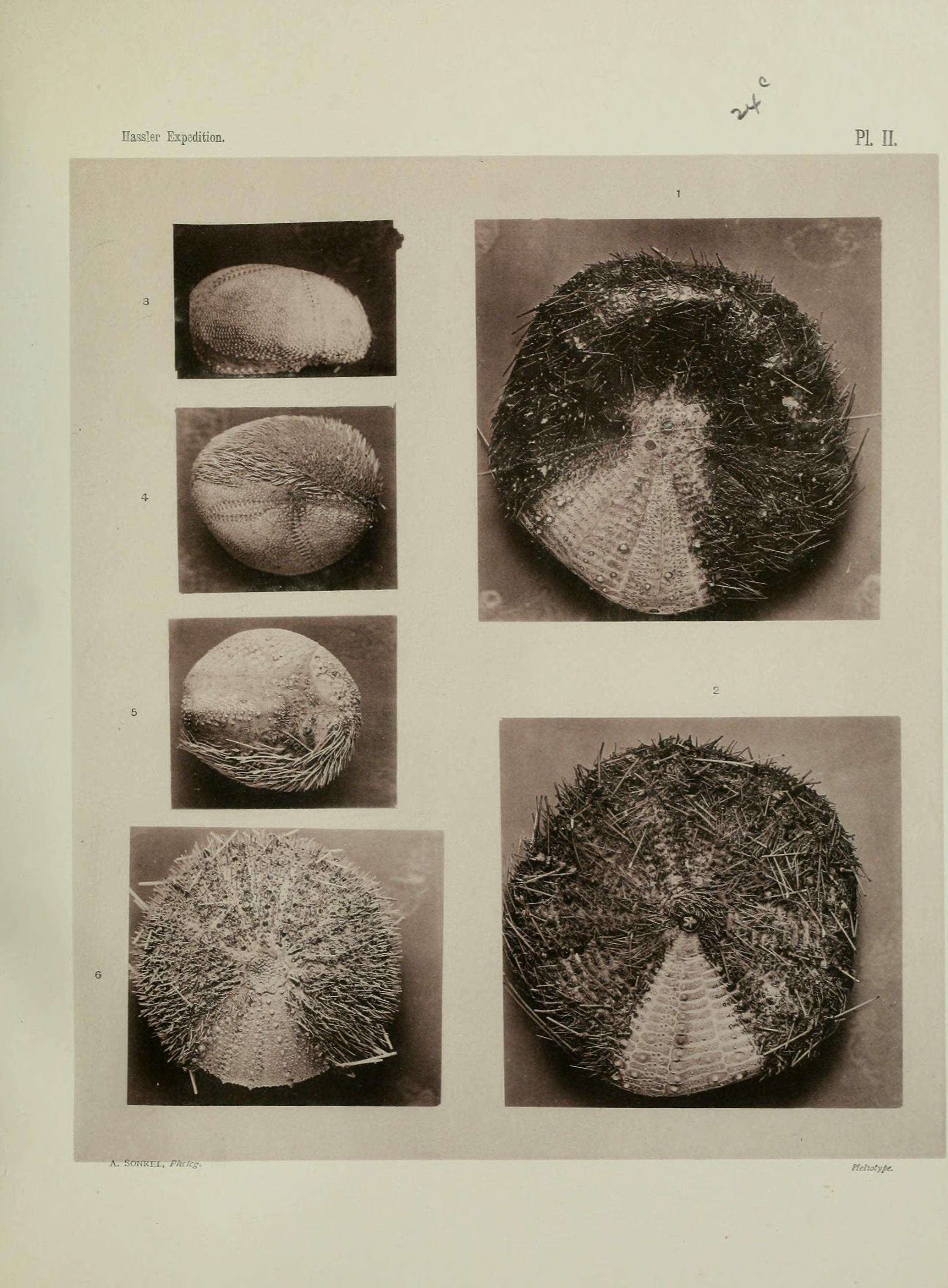 Image of Calveriosoma hystrix (Thomson 1872)