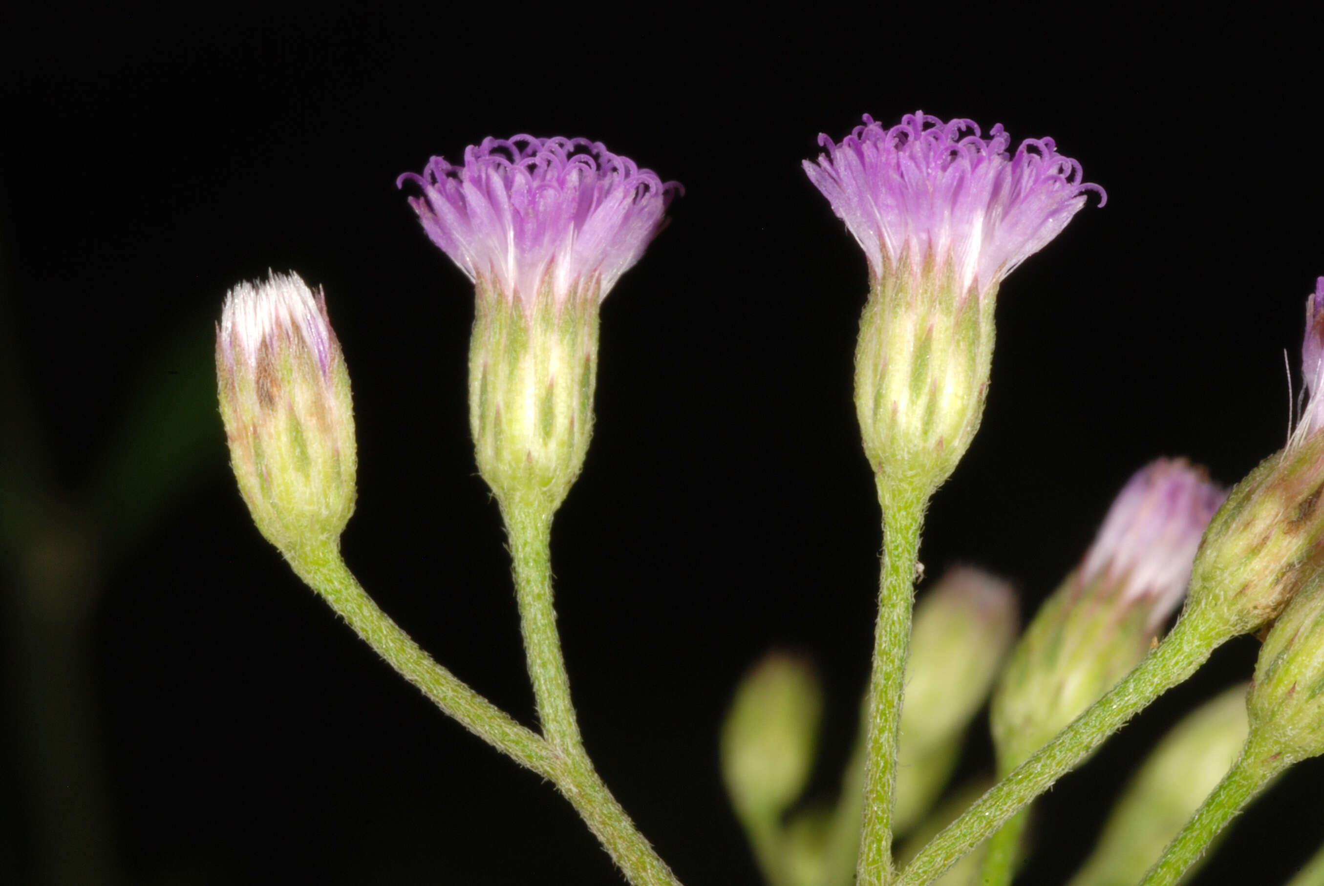 Image of ironweed