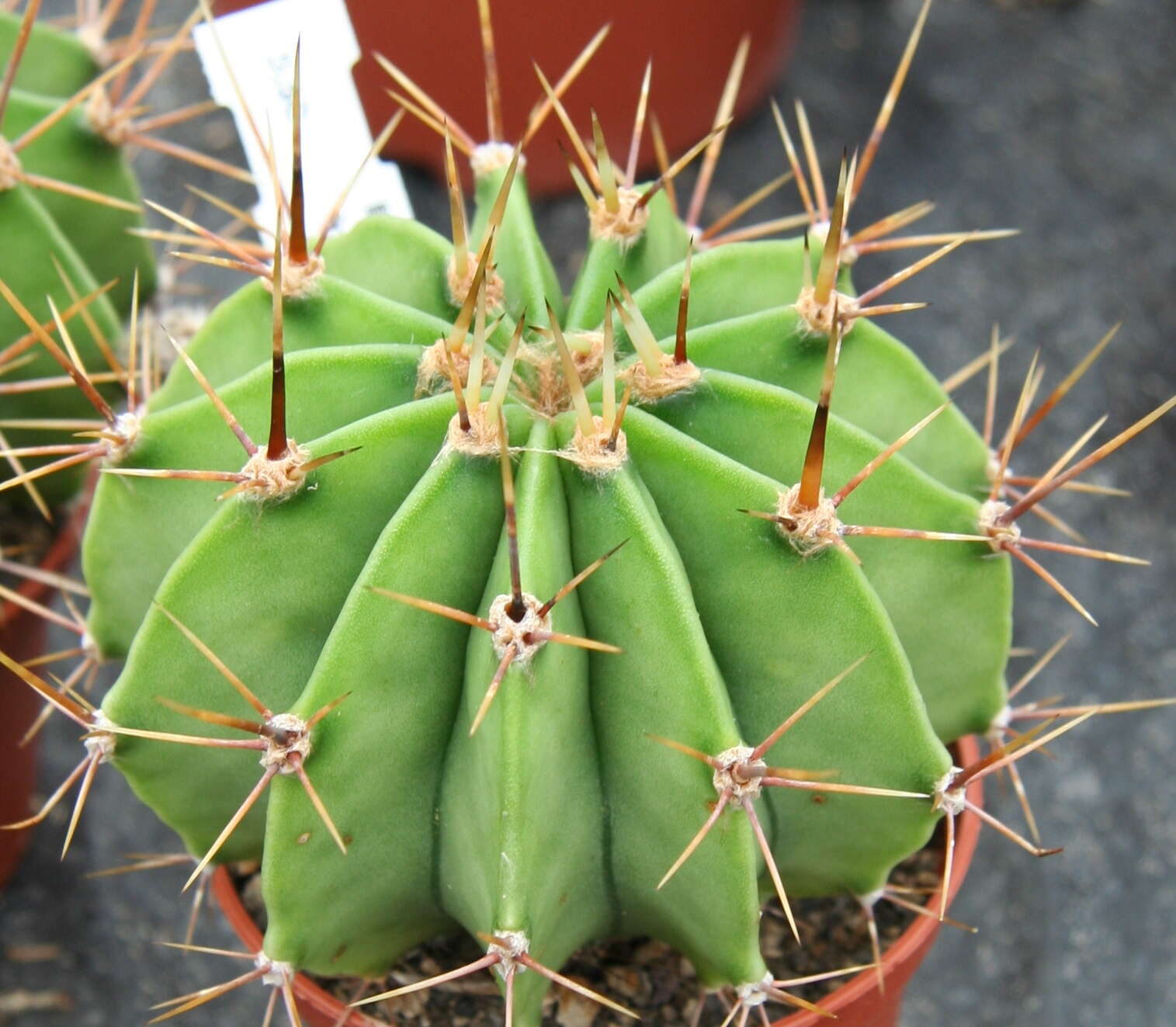 Image of Echinopsis rhodotricha subsp. chacoana (Schütz) P. J. Braun & Esteves