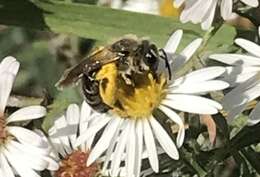 Image of Aster Andrena