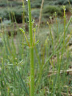 Image of Baja bush snapdragon