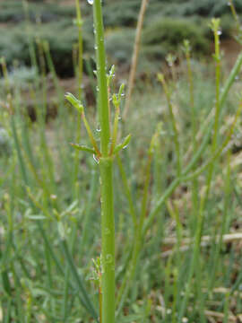 Image of Baja bush snapdragon