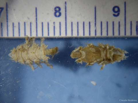 Image of Caecognathia