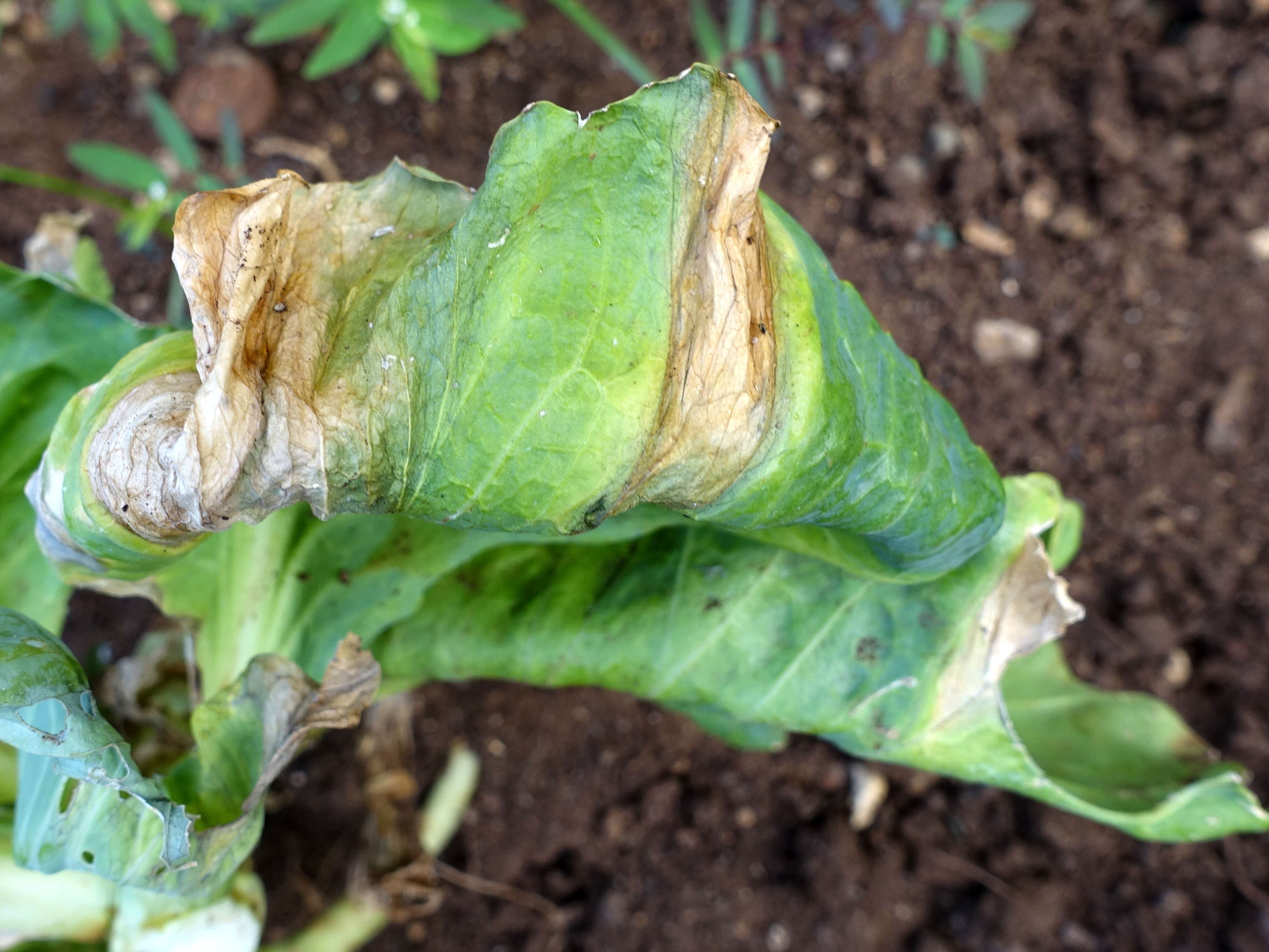 Image of white cabbage