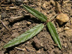 Image of Desmodium varians (Labill.) G. Don