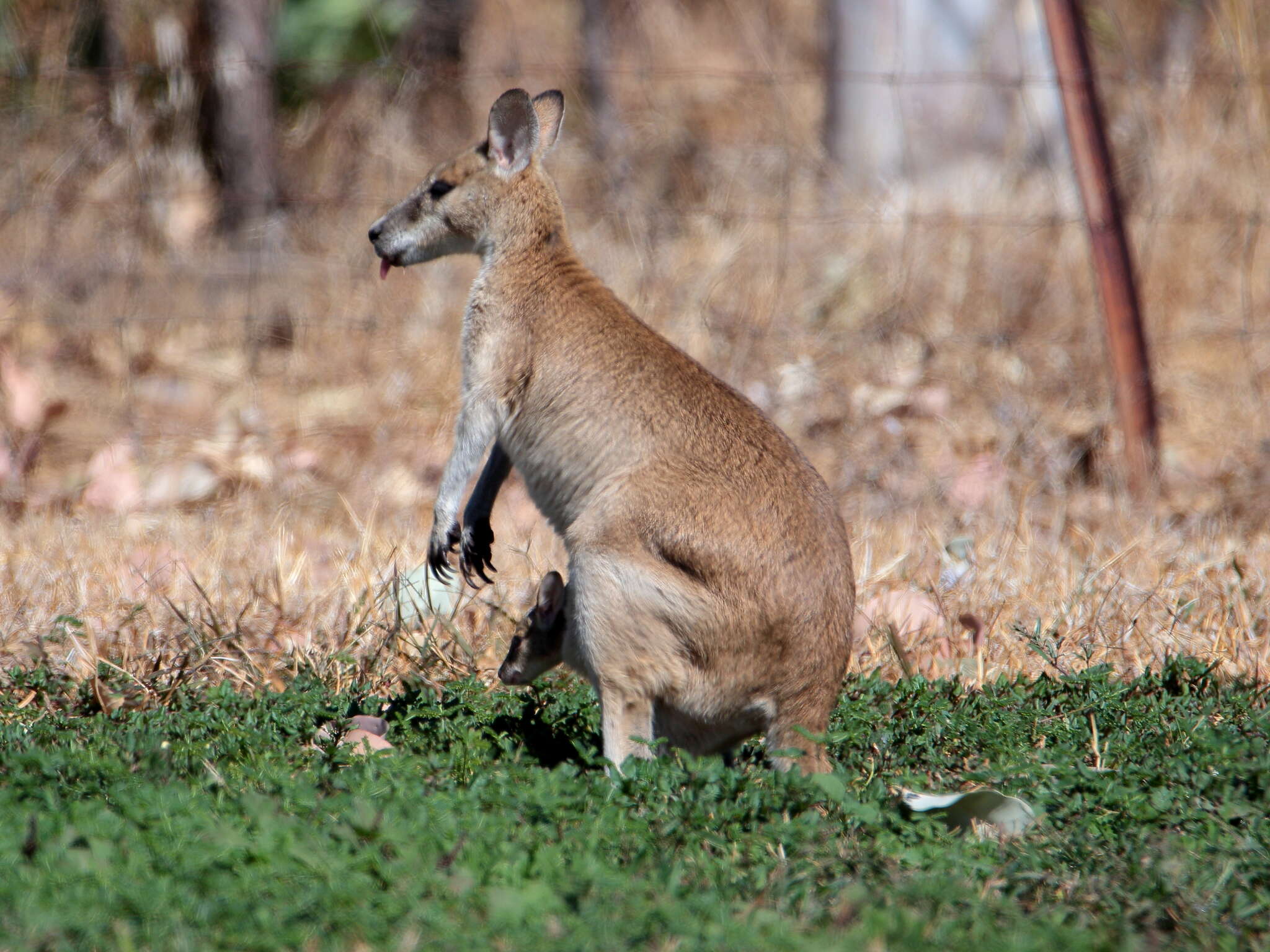 Image of Agile Wallaby