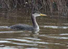 Image of Red-necked Grebe