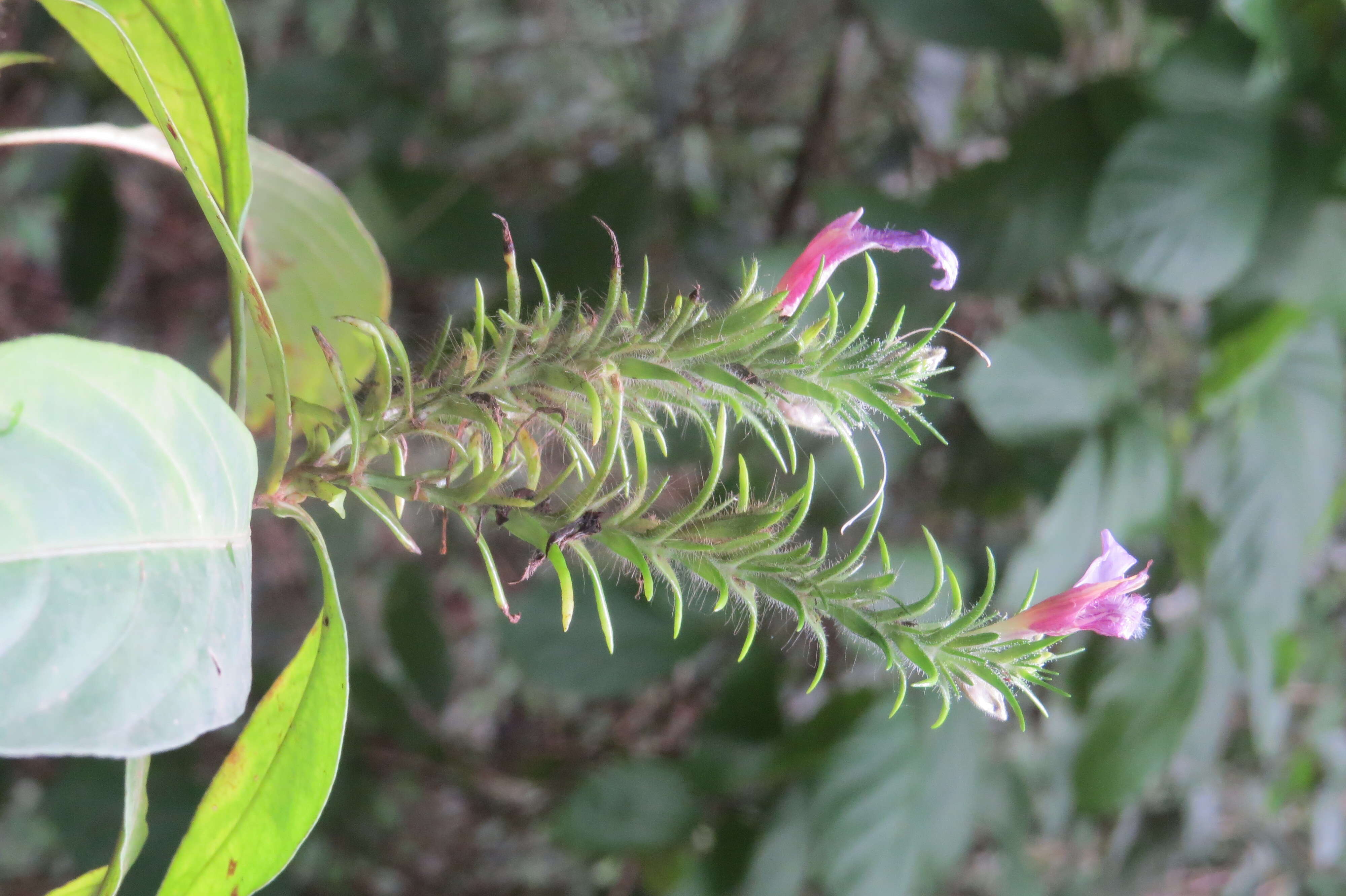 Strobilanthes integrifolius (Dalz.) Kuntze resmi